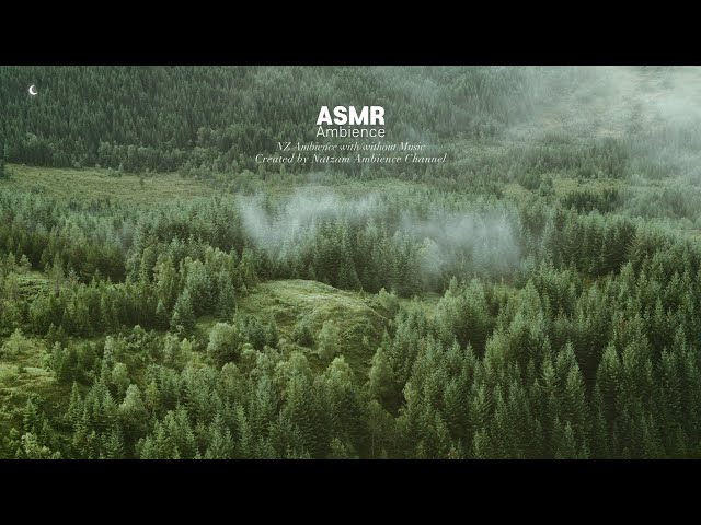 숲과 바람과 비 ASMR