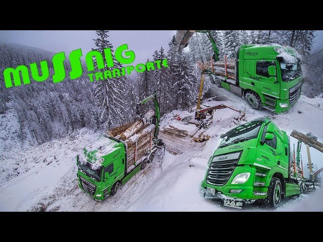 Transporte Mussnig | Holztransport auf den Bergen Oberkärntens | DAF Trucks