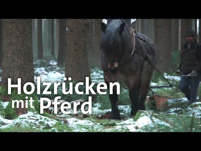 Pferde bei der Waldarbeit: Holzrücken im Wald | Zwischen Spessart und Karwendel | BR