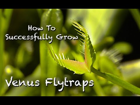 Venus Flytraps - The Best Way To Keep Them Happy
