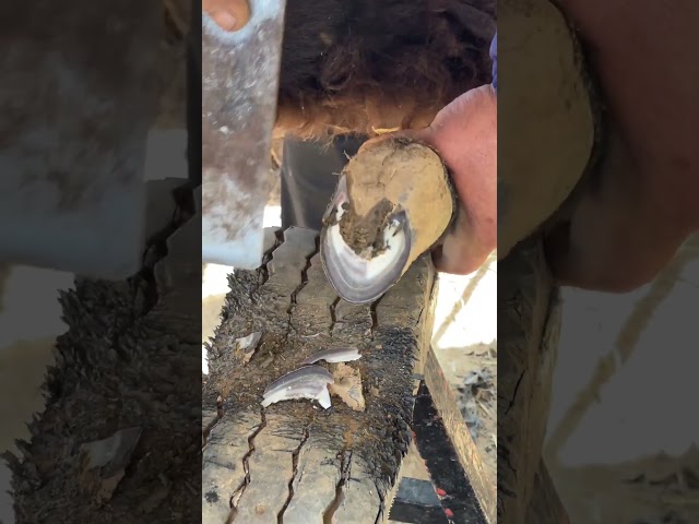 Trimming the donkey's hooves, the master cuts the hoof horns with a steel knife! #animals #shorts