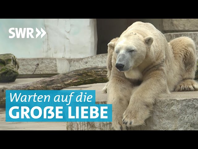 Eisbär Baby im Karlsruher Zoo? Kap und Nuka sollen für Nachwuchs sorgen