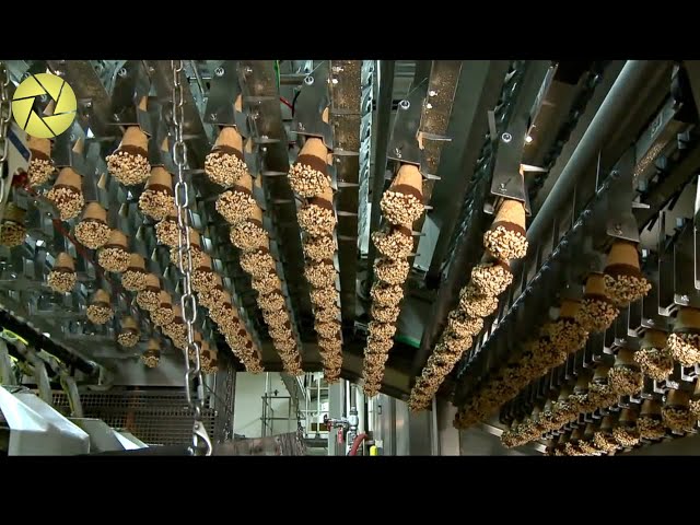 Inside The Food Factory | Incredible Process Worth Watching | Hungry Already