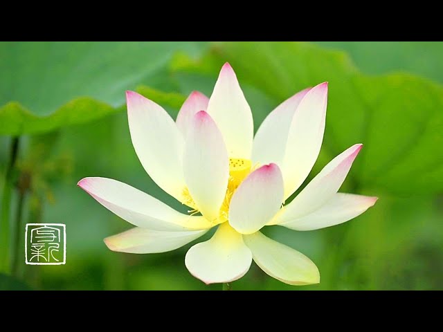Plant Music. Feel the Sacred Lotus🪷 Vibration🙏12 hours. Melody of Lotus🪷 plant body,🐥singing.