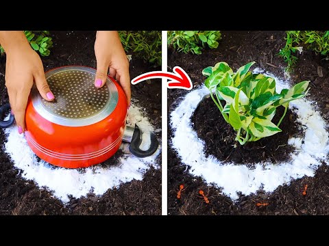 Gardening tips & tricks