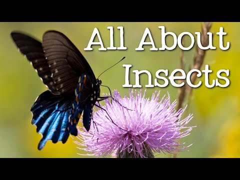 All About Insects for Children: Bees, Butterflies, Ladybugs, Ants and Flies for Kids - FreeSchool