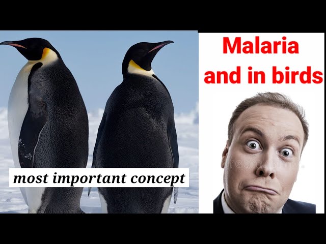 Malaria in birds| human| plasmodium| mosquito life cycle| pigeon| duck| MDCAT| NEET