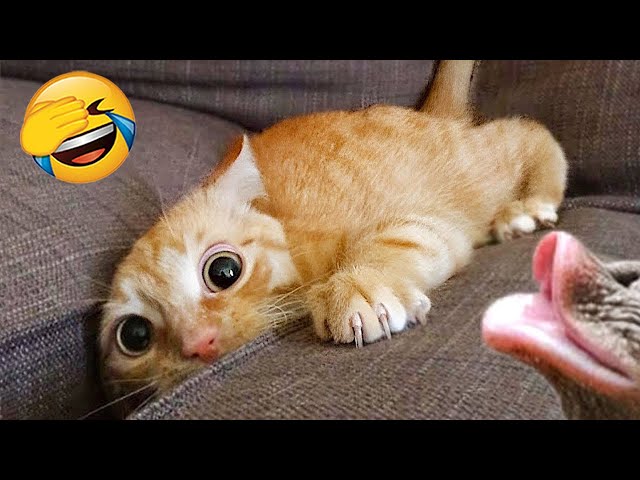 New Funny Videos 2024 😍 Cutest Cats and Dogs 🐱🐶 Part 68