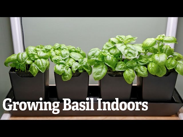 Growing Basil Indoors