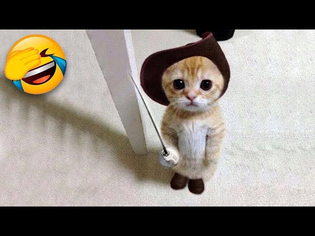 You Laugh You Lose 🤣 Funniest Dogs and Cats 2023 😹🐶 Part 27