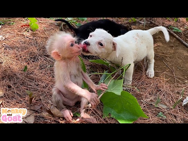 Baby monkey and puppies playing fun