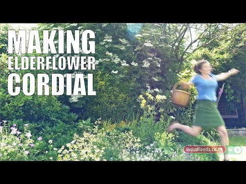 Making Elderflower Cordial