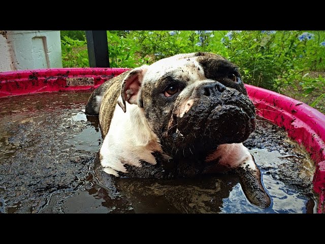 Funny Dogs Playing In Mud Compilation - Try Not To Laugh