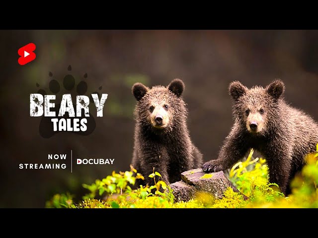 Can a Photographer do the impossible & Raise twin bear Cubs? | Beary Tales, Now Streaming on DocuBay