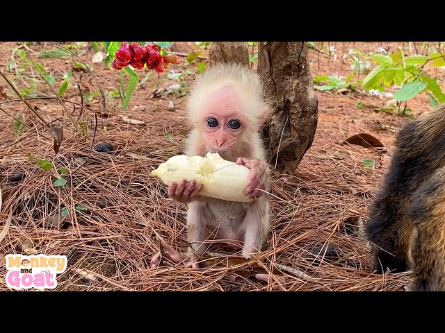 Monkey BiBi picking banana for Goat
