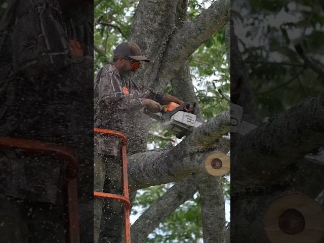 Our Number 1 Log Supplier! Wade’s Tree Service! #treeservice #chainsaw #tree