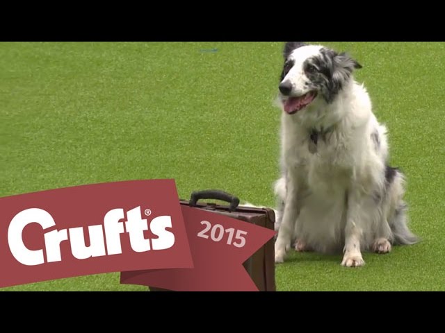 Freestyle Heelwork to Music Competition | Crufts 2015