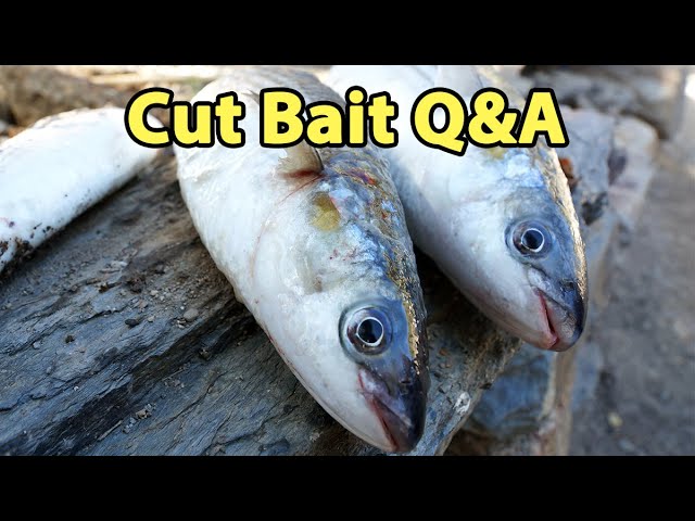 How To Catch Fewer Catfish With Cut Bait (Cut Bait Q&A)