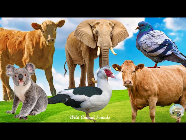Farm Animal Sounds: Duck, Calf, Koala, Pigeon, Bear, Elephant, Goose - Music For Relax
