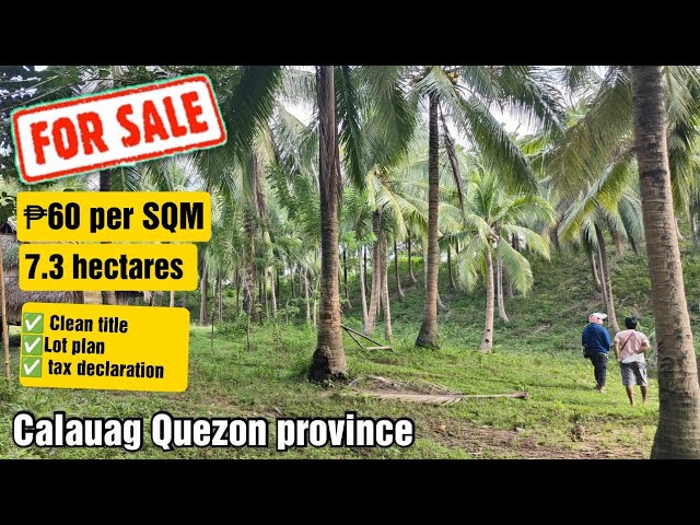 #86 coconut farm for sale in Calauag Quezon province Philippines