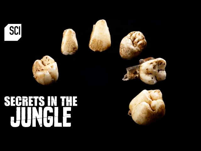 Hominin Fossils Found Deep in South African Cave | Secrets in the Jungle | Science Channel