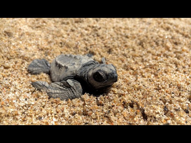 GPS Turtle Eggs that Help Catch Poachers | The Henry Ford’s Innovation Nation