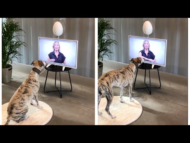 TV Dog Training | The Henry Ford’s Innovation Nation