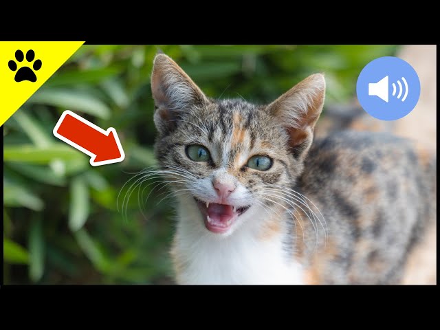😺 Katzen Miauen - Teste wie deine Katze oder dein Hund reagiert!  - Sound Effect