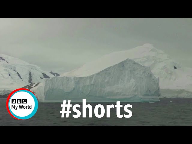 Where is the world’s LARGEST ICEBERG heading? - BBC My World #shorts