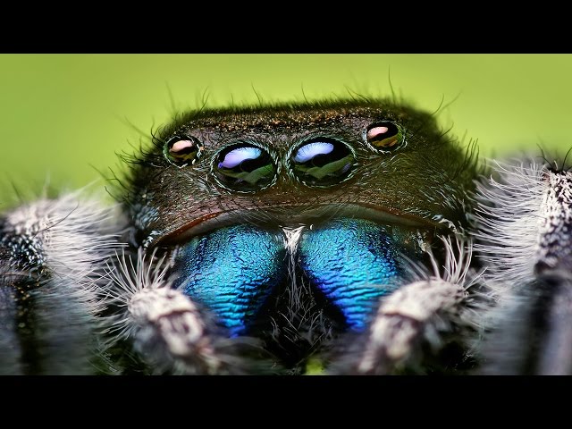 25 Reasons Spiders Are Extremely Terrifying But Insanely Interesting