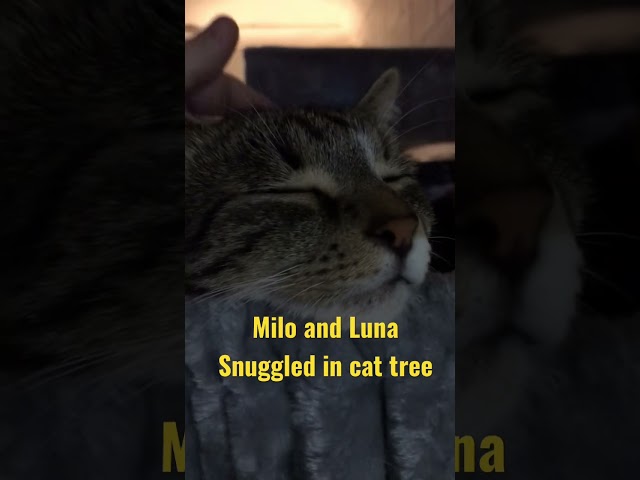 Milo and Luna snuggled together in cat tree