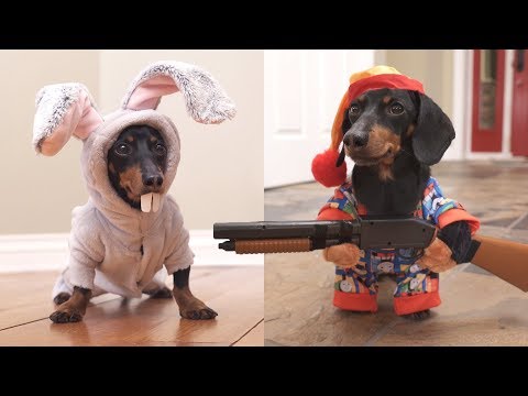 Ep 6. Easter Bunny Wakes Up Grumpy Wiener Dog!