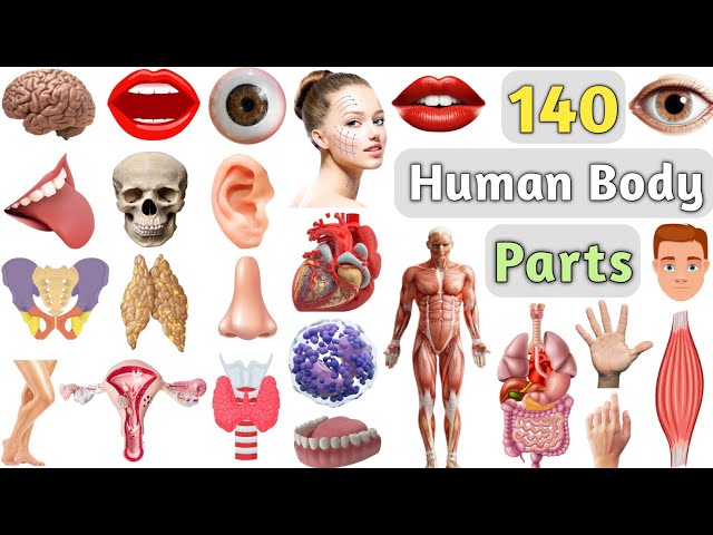 Body Parts Vocabulary ll 140 Human Body Parts Name In English With Pictures ll Parts of The Body