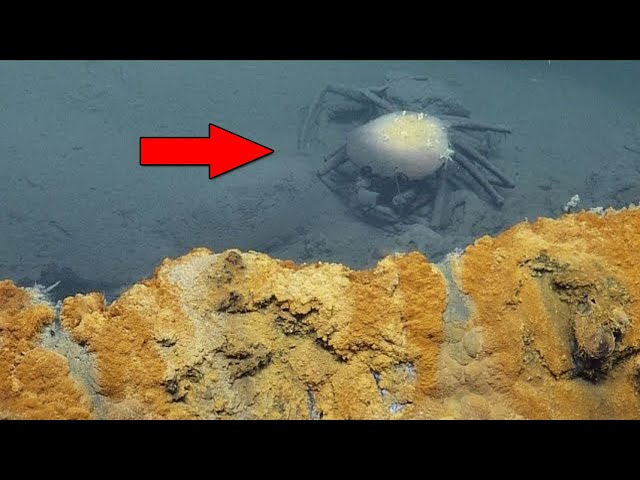 Nobody Was Supposed to Find This! If a Diver Didn't Capture This, No One Would Believe It