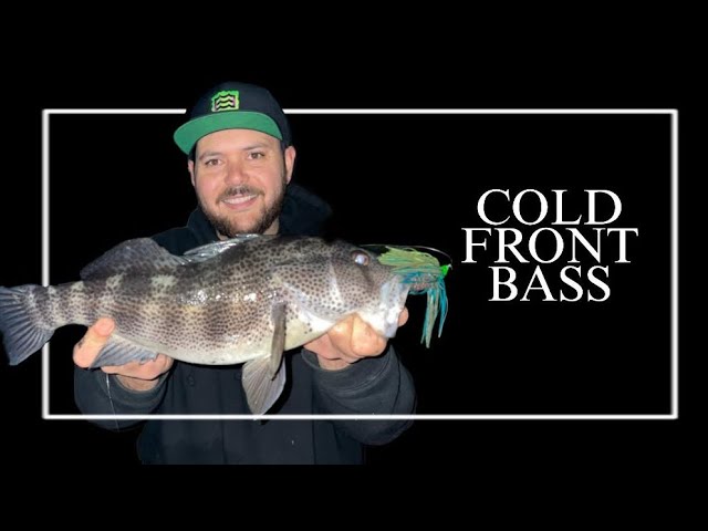 Fishing Early Year Cold Temperatures For Saltwater Bass | Spotted Bay Bass in  Marina del Rey ￼