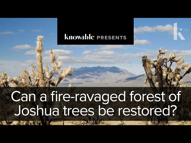 Can a fire-ravaged forest of Joshua trees be restored?