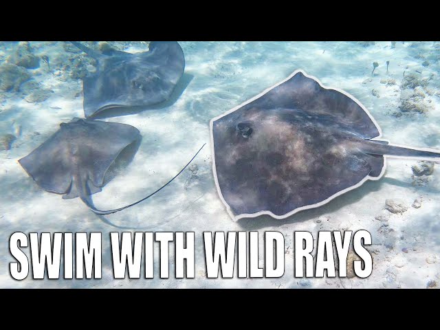 Swimming with STINGRAYS & SHARKS in CRYSTAL CLEAR Ocean Water - The Bahamas
