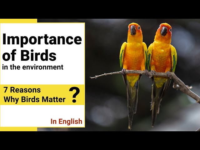 Importance of Birds In The Environment | Why Birds Matter?
