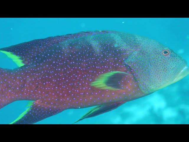Day Diving (Maldives) - Jan 2024