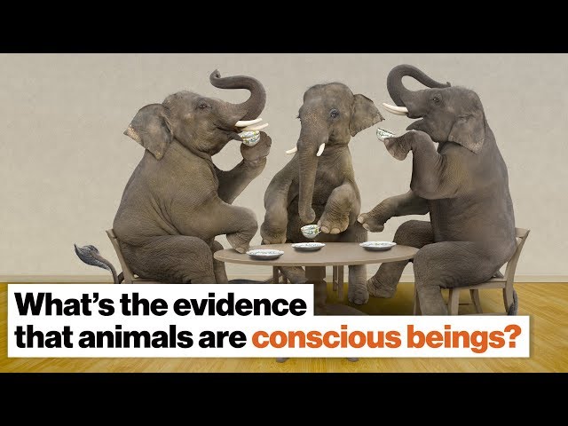 What evidence is there that animals are conscious beings? | Frans de Waal | Big Think