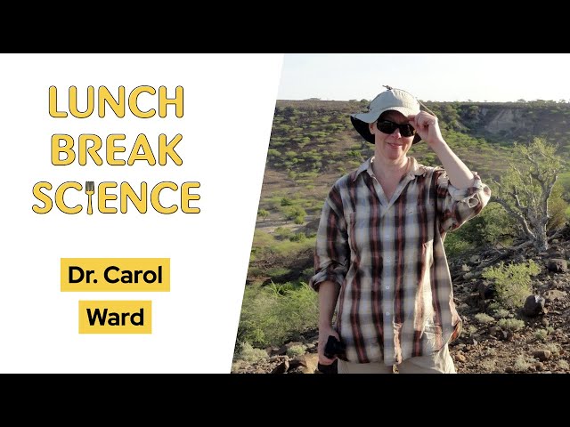 Lunch Break Science #45 | Carol Ward