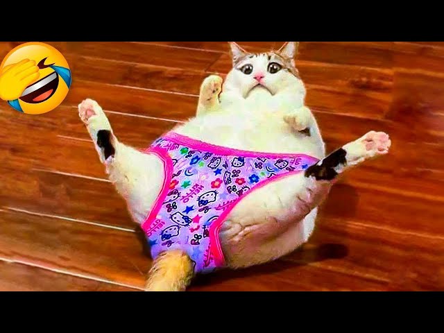 Try Not To Laugh 😂 Funniest Cats and Dogs 2024 😹🐶 Part 13