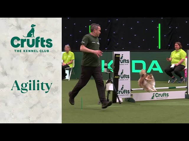 Agility - Crufts Novice Cup Final (Jumping) Part 3