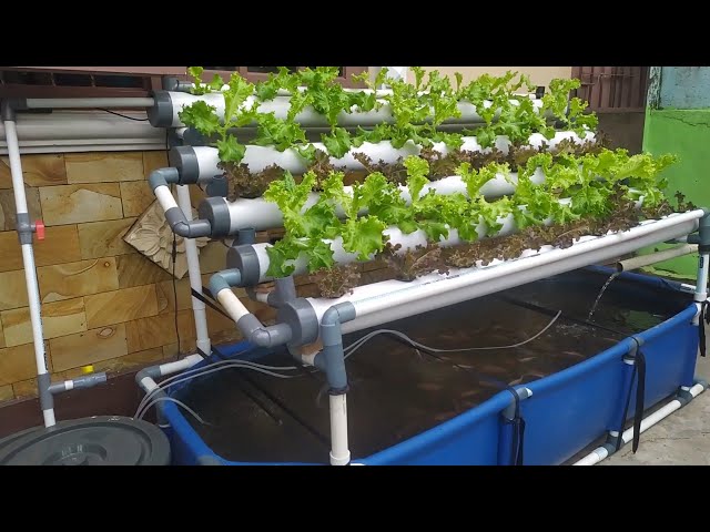 DIY : How to make Simple RAS system Tilapia Ponds || Aquaponic System (part 3)