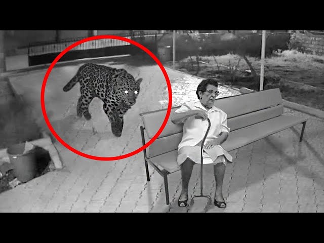 100 Scariest Animal Encounters of All Time 2022