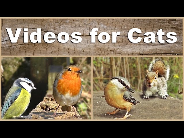 Videos for Cats to Watch : The Ultimate Birds and Squirrels Video - 2 HOURS