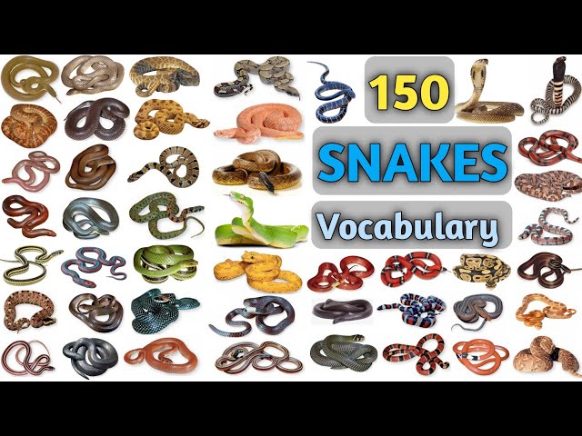 Snakes Vocabulary ll 150 Snakes Name In English With Pictures ll English with Biswajit ll Snake name