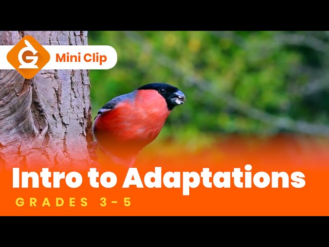 Adaptations for Kids | Science Lesson for Grades 3-5 | Mini Clip