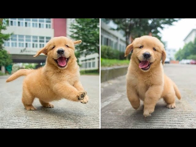 Funniest & Cutest Golden Retriever Puppies | Funny Puppy Videos 2022 #1