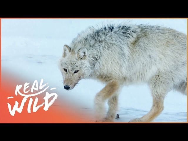 Canada's White Wolves: Ghosts Of The Arctic | 4K Wildlife Documentary | Real Wild